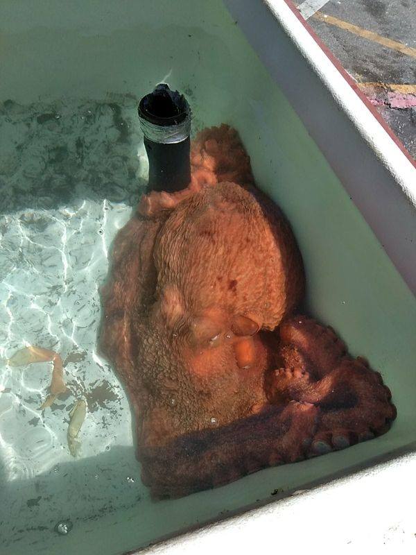 fish market owner buys giant octopus to set it free