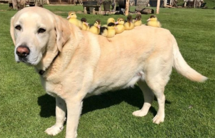 dog adopts ducklings