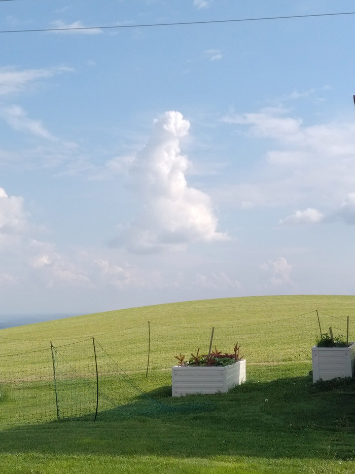 dog and cat riding a tortoise cloud