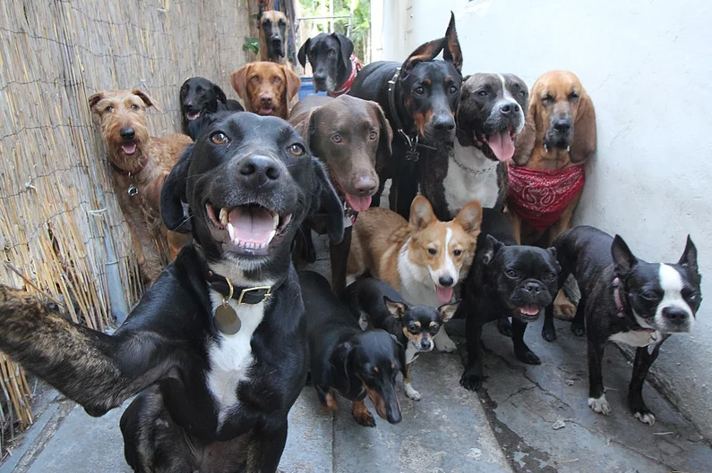 [Image: idcxy-epic-dog-squad-photos-and-selfies-6.jpg]