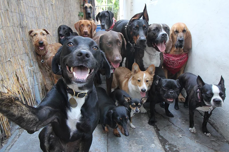 doggie daycare selfie and squad photos