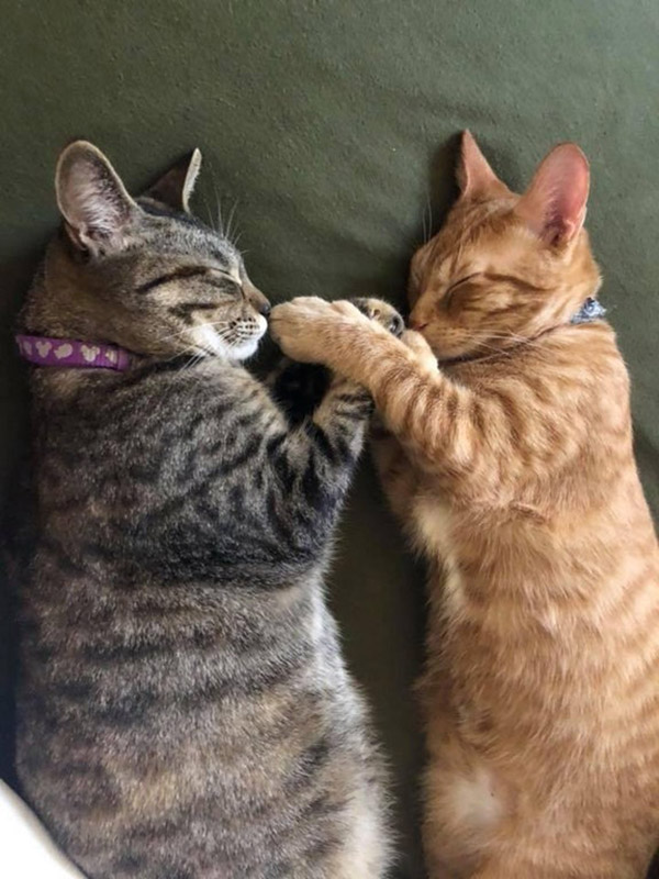 cats snuggle