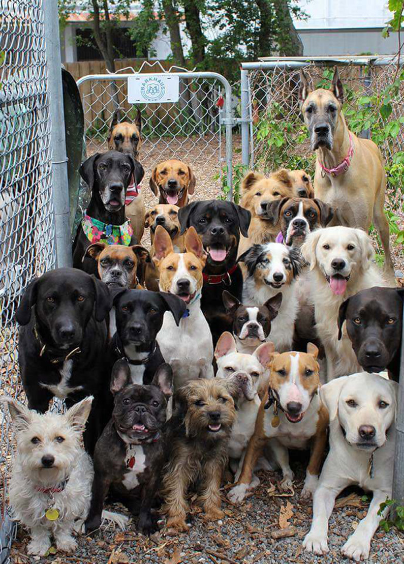 doggie daycare selfie and squad photos