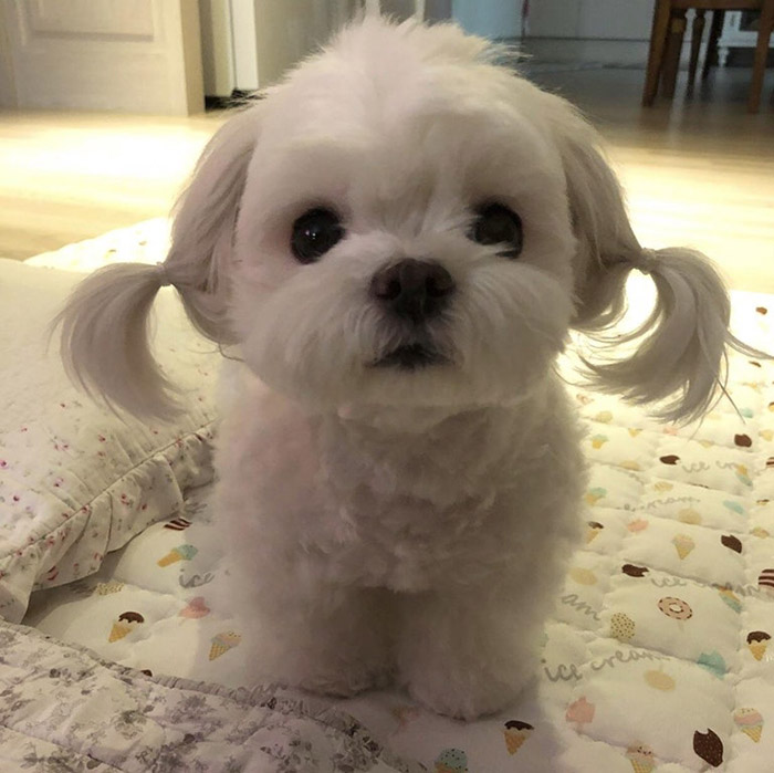 pigtails on dog