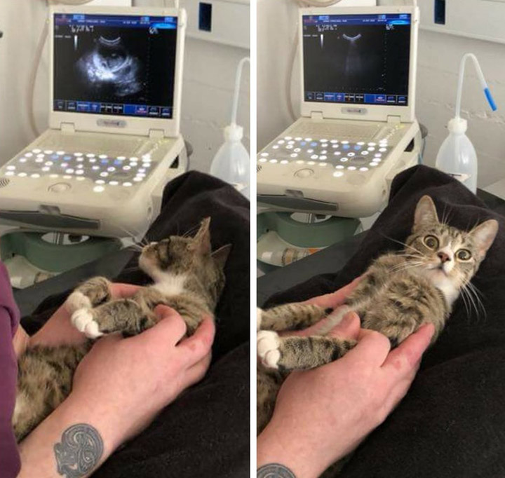 cat finds out she is pregnant