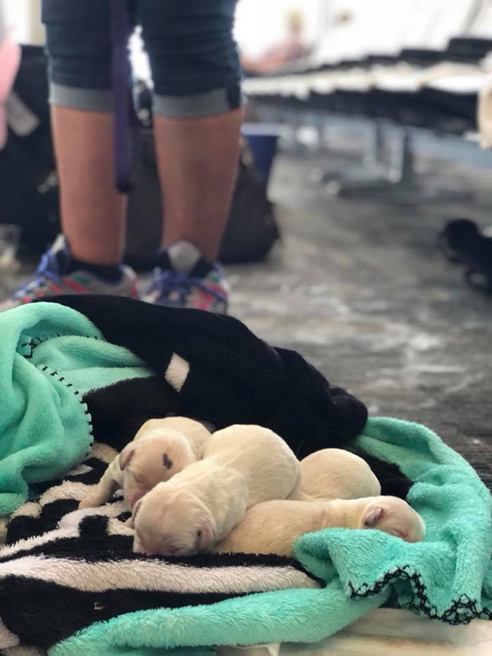 service dog goes into labor at airport
