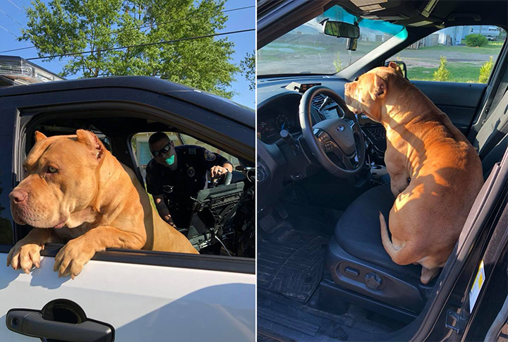 cop rescues pit bull