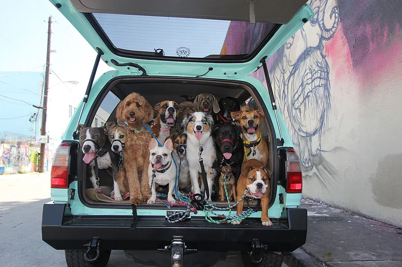 doggie daycare selfie and squad photos