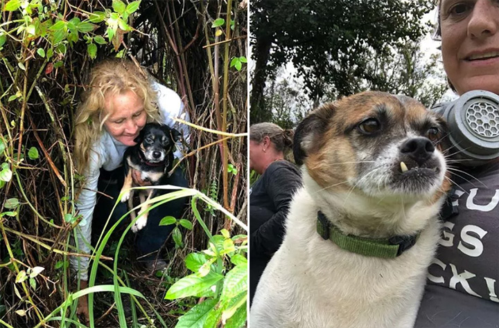 missing dogs found stuck near lava hawaii