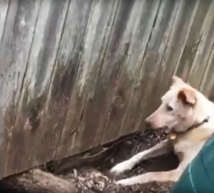 dog door in fence for best friends