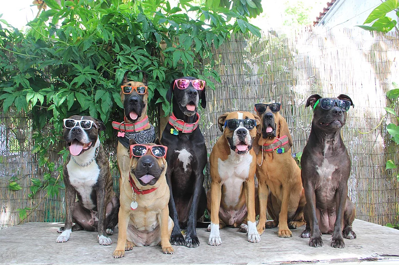 doggie daycare selfie and squad photos