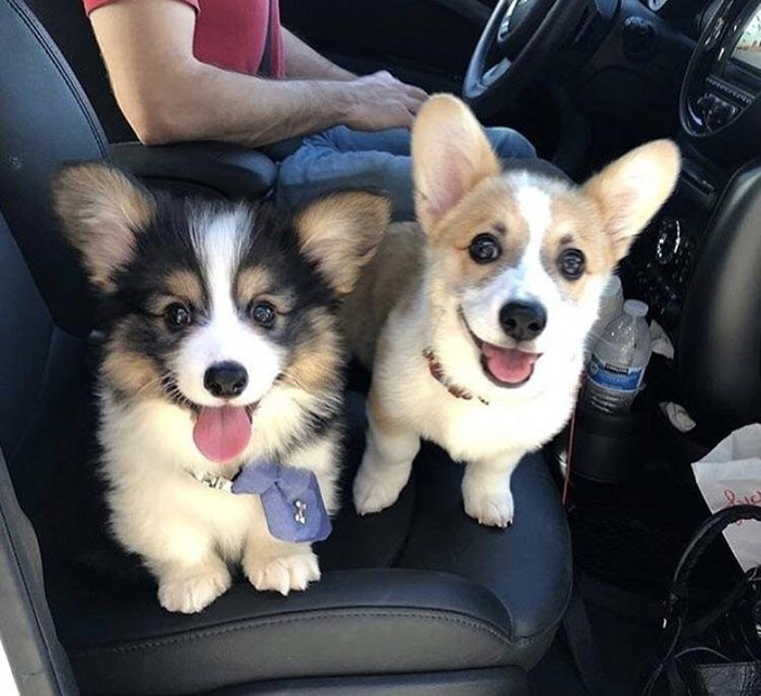 p3tgy-corgi-happy.jpg