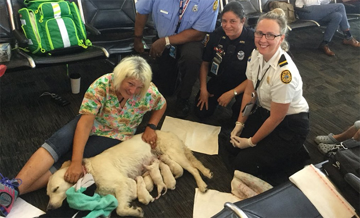 service dog goes into labor at airport