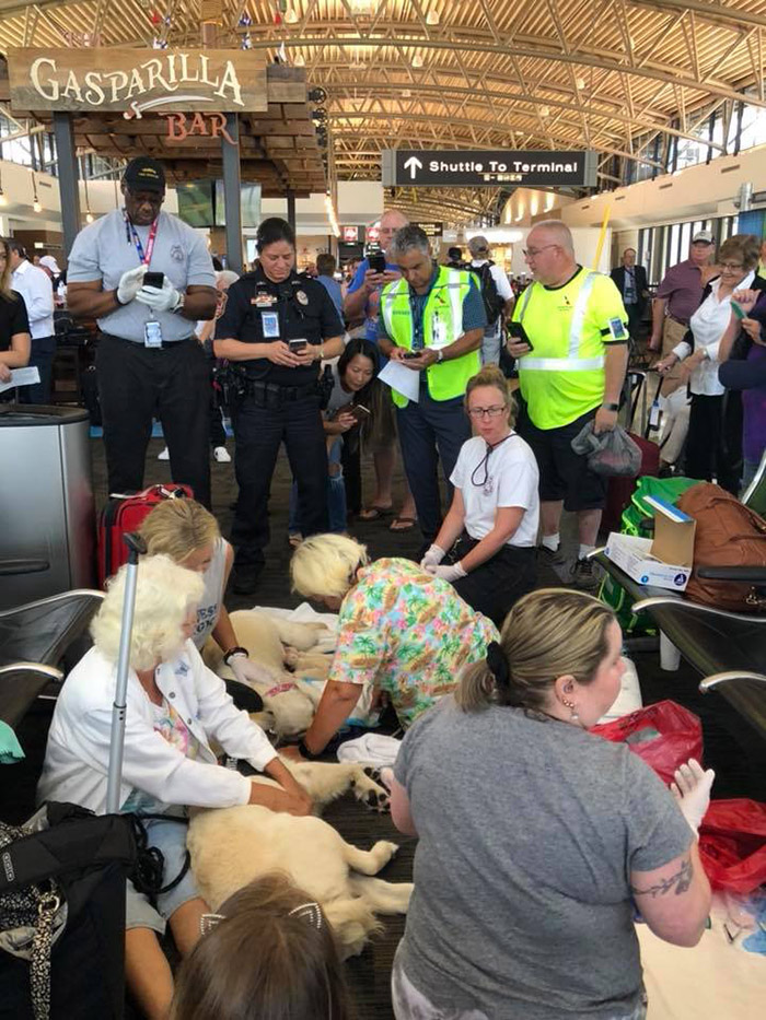 service dog goes into labor at airport