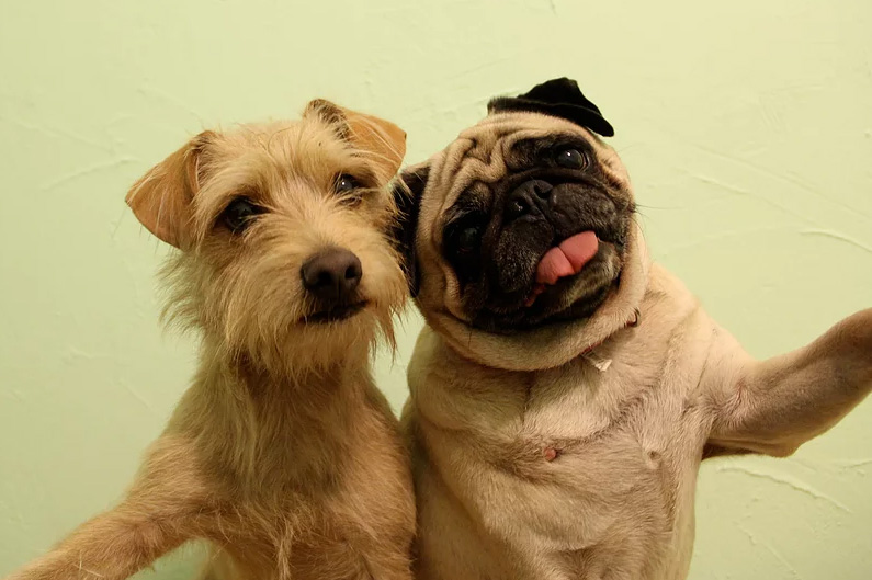 doggie daycare selfie and squad photos