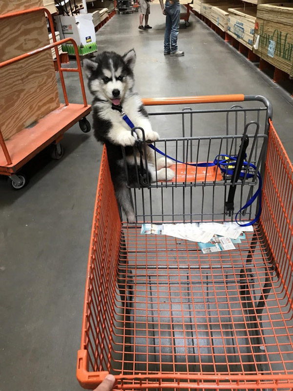 home depot shopping puppy