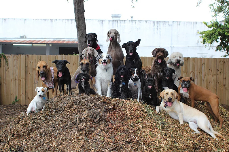 doggie daycare selfie and squad photos