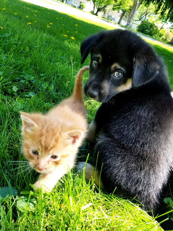 puppy and kitten
