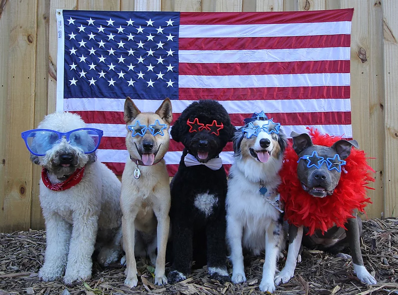 epic dog group photos daycare