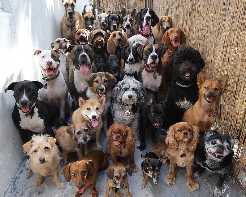 doggie daycare selfie and squad photos