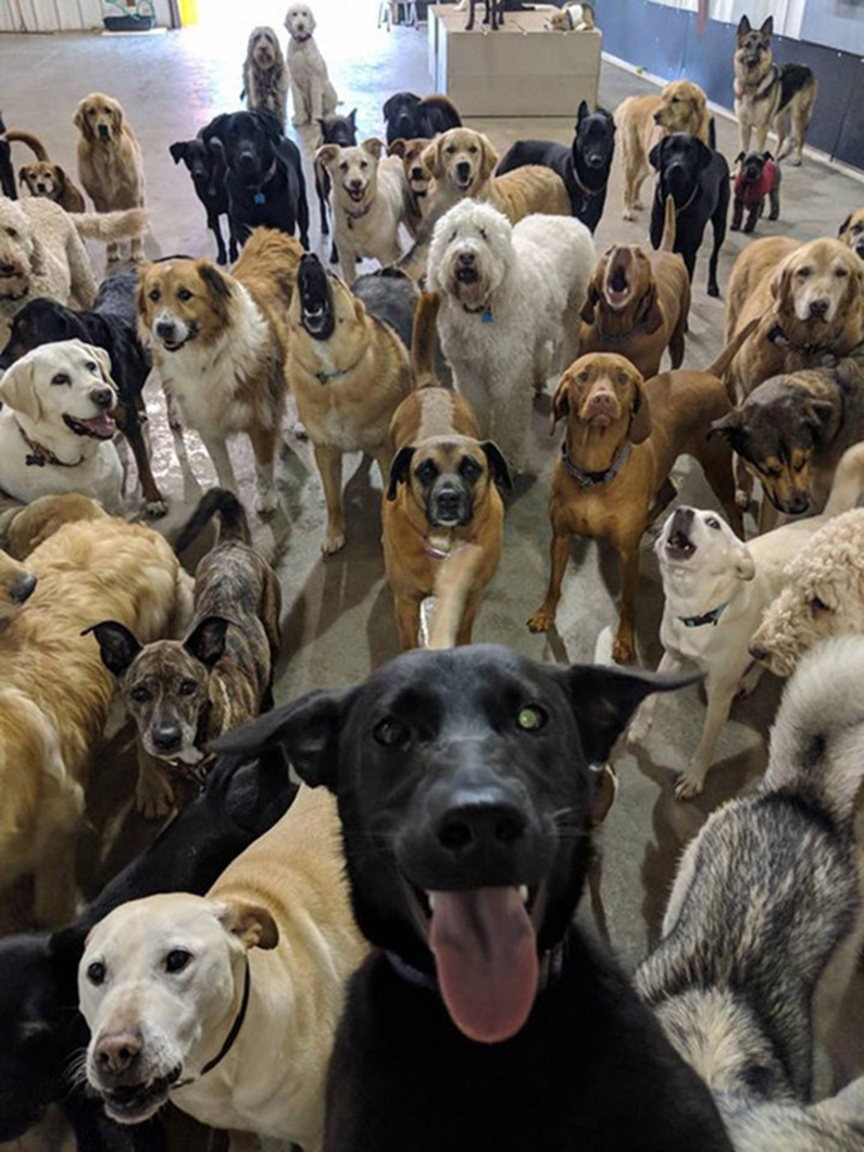 doggie daycare selfie and squad photos