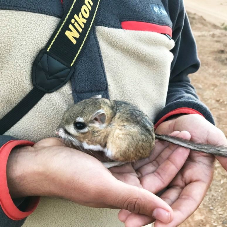 kangaroo rat