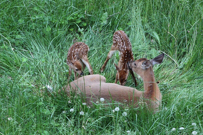 z1f9j-deer-birth-backyard.jpg