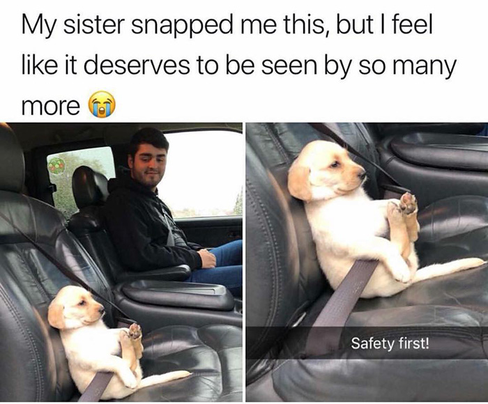 safety first puppy in seat belt