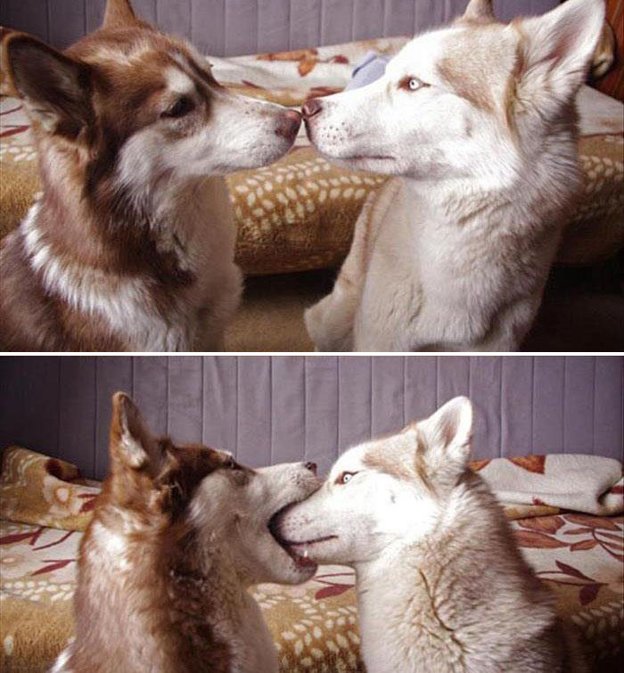dog first kiss