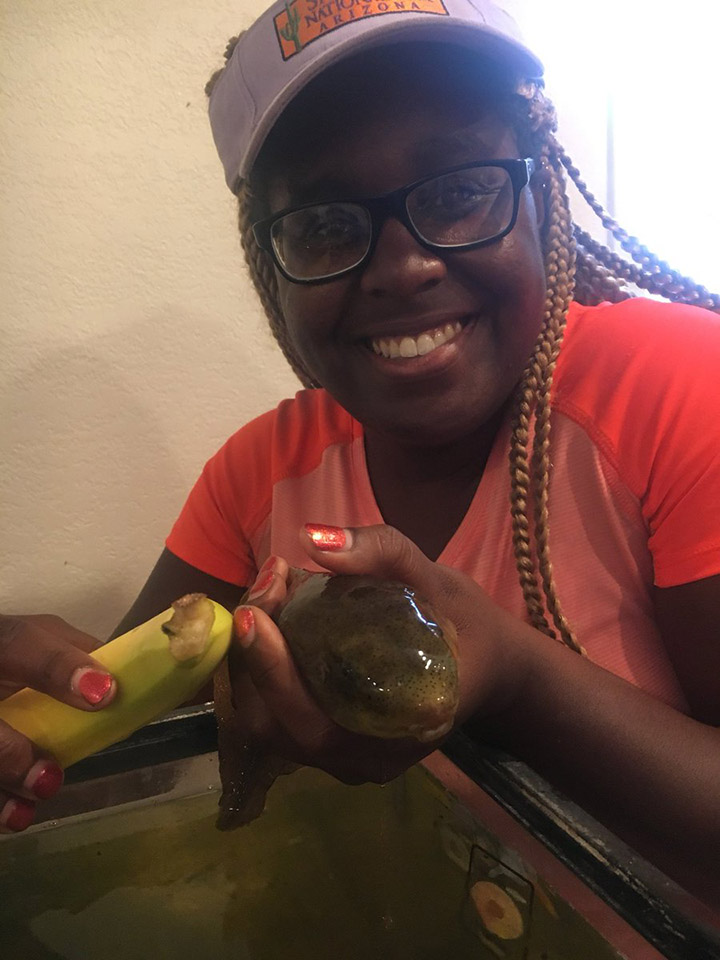 giant bullfrog tadpole goliath