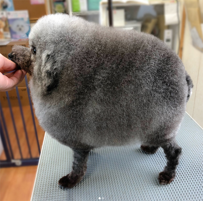  dog looks like fluffy cloud