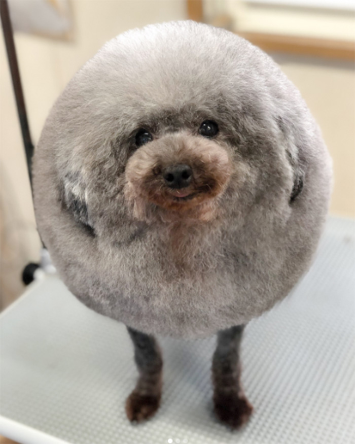  dog looks like fluffy cloud