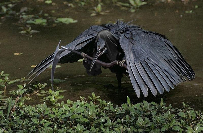 birds with human arms