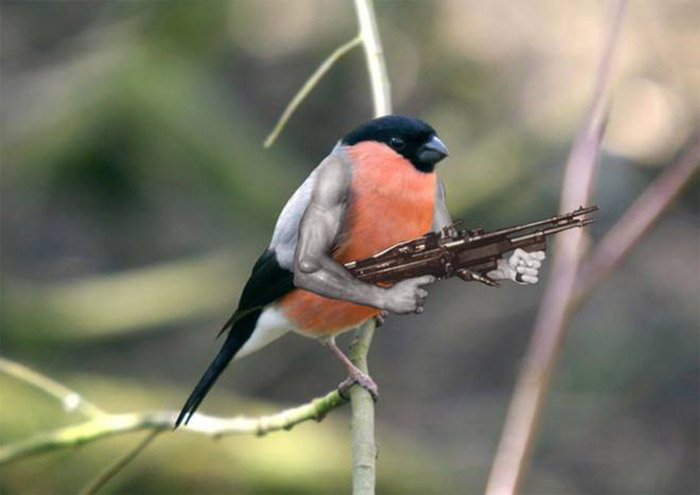 birds with human arms