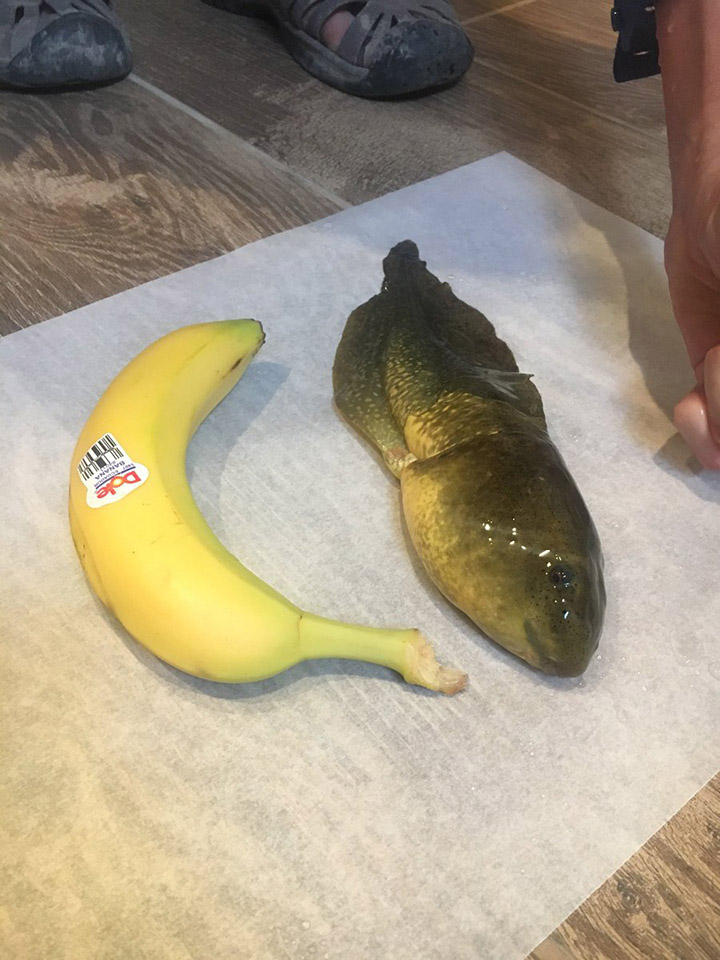 giant bullfrog tadpole goliath