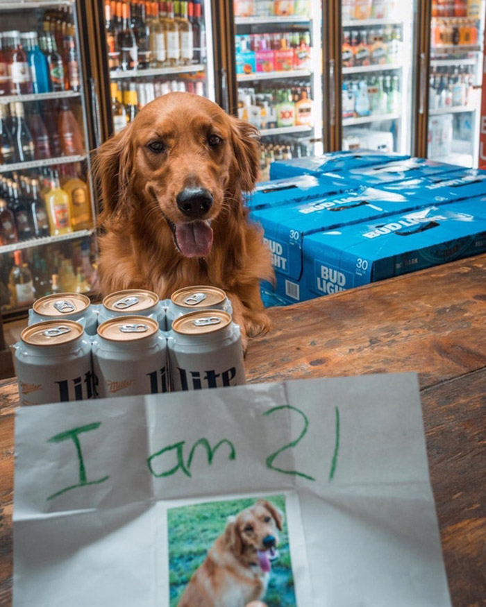 dog tries to buy beer I am 21