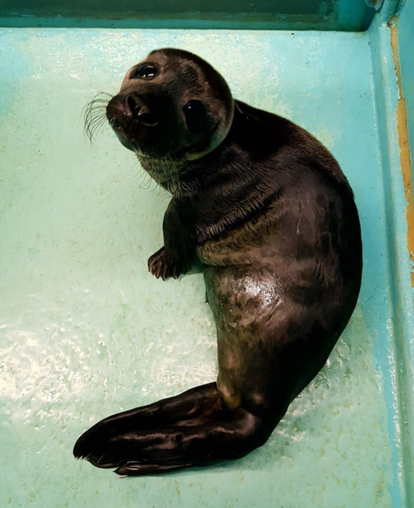 One of the baby rescue seals at my local Sanctuary