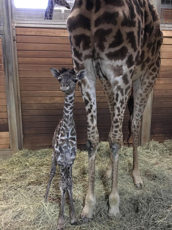 Baby giraffe and mom