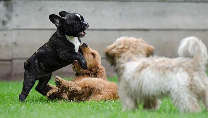 why do dogs sneeze when playing