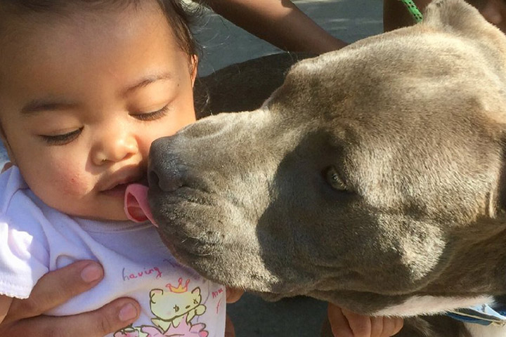 pit bull saves family house fire drags baby out