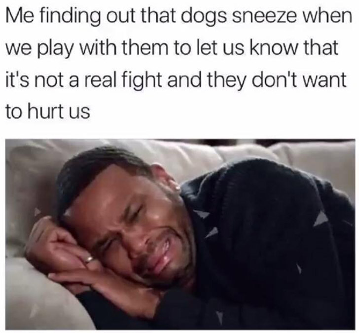 why dogs sneeze when playing