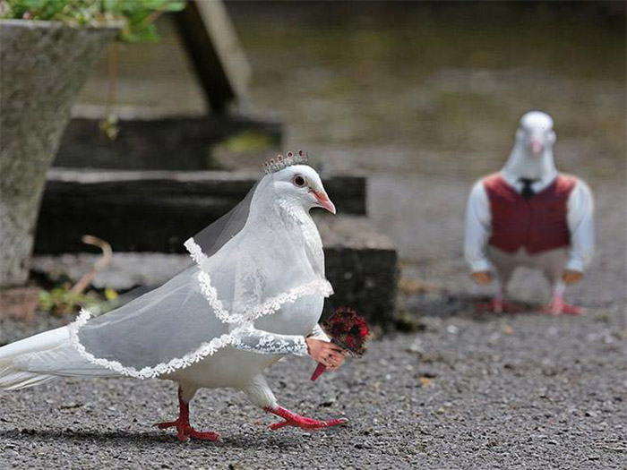 birds with human arms