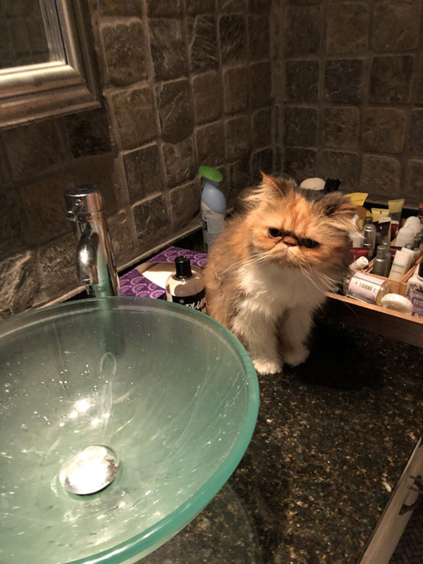 n4raz-bathroom-cat-in-new-orleans.jpg