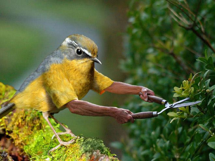 birds with human arms