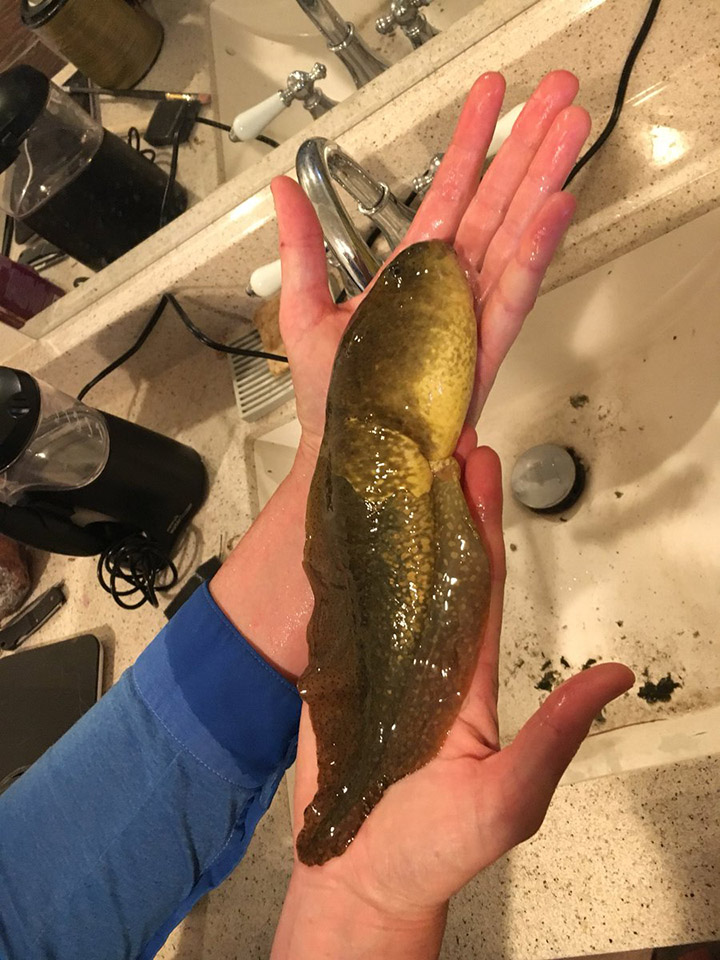 giant bullfrog tadpole goliath