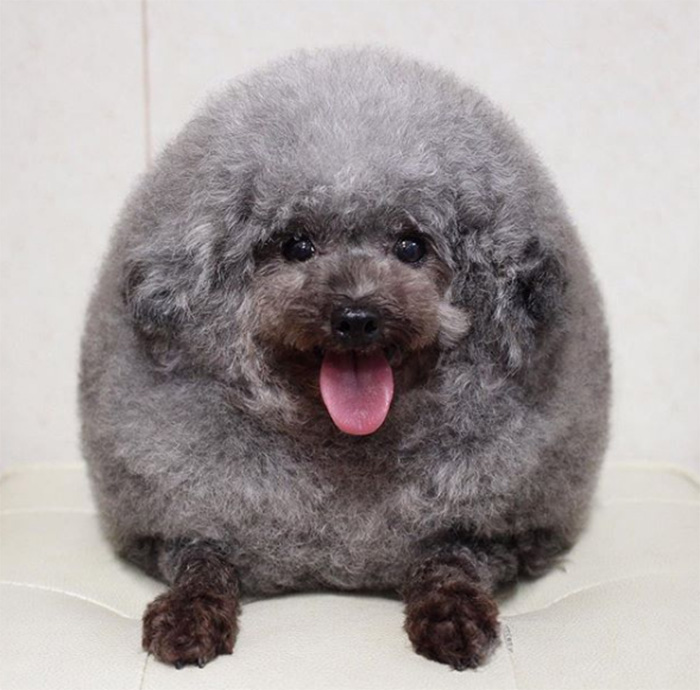  dog looks like fluffy cloud