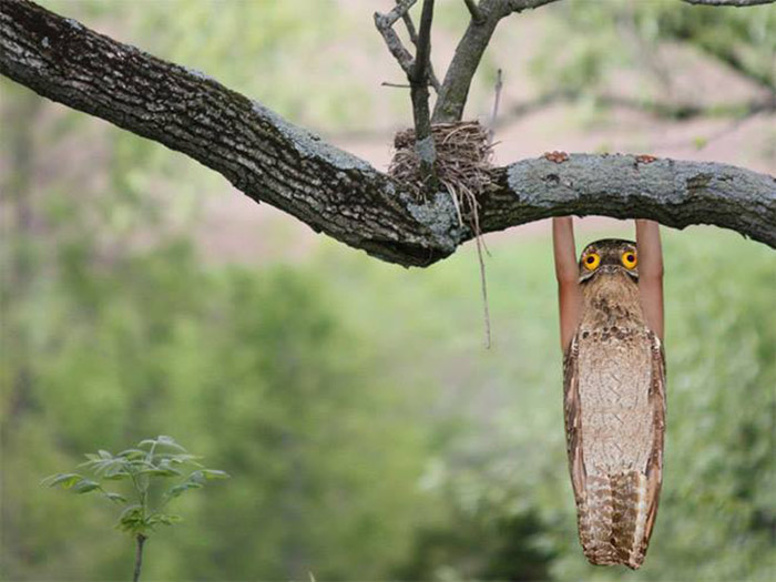 birds with human arms