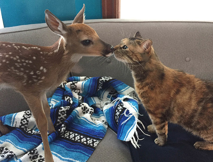 cat meets baby deer