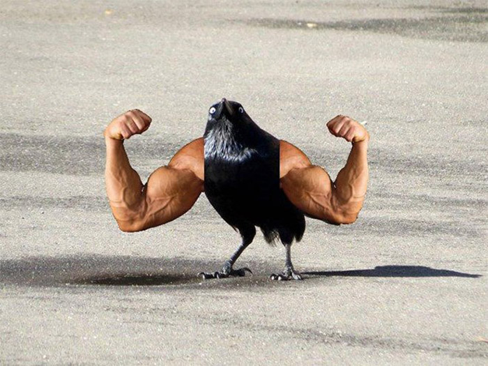 birds with human arms