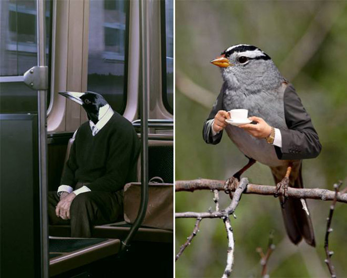 birds with human arms